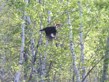The same Pileated a few minutes later