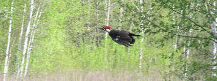 Pileated Woodpecker in flight